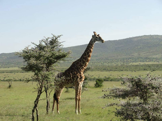 aArusha National park Tanzania covers Mt. Meru, a prominent volcano with an elevation of 4566m in the Arusha region of north eastern Tanzania