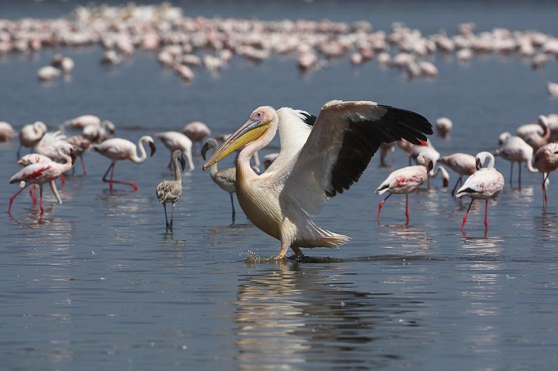 Manyara National Park Tanzania, is part of the northern circuit of national parks in Tanzania
