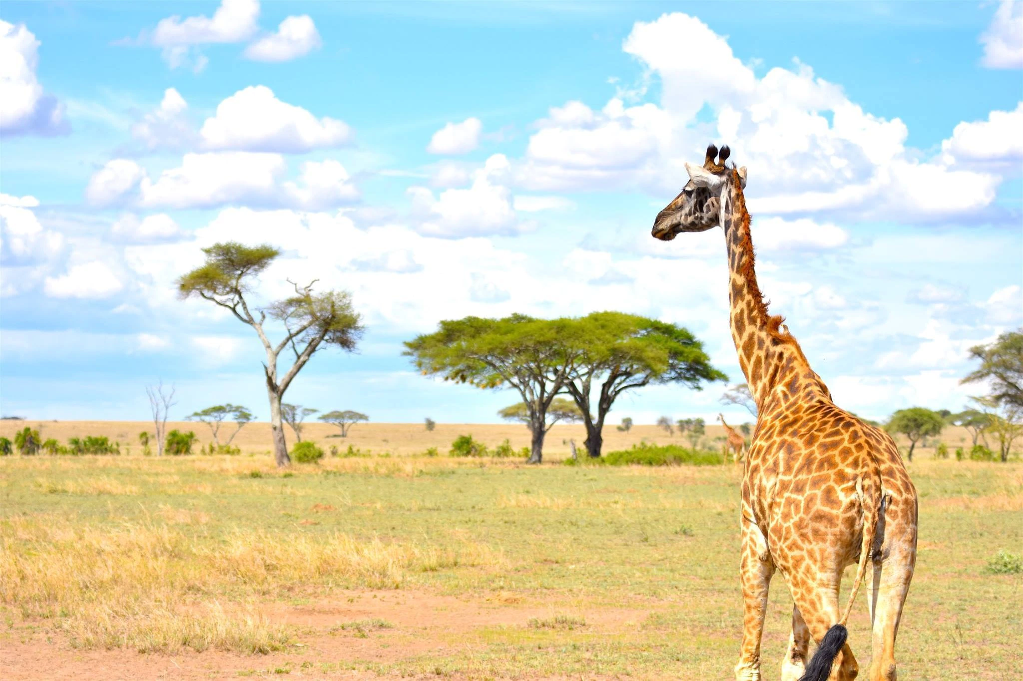 African-Safari-Experts