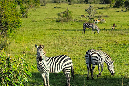 3 Days Tanzania Budget camping safari tour,
