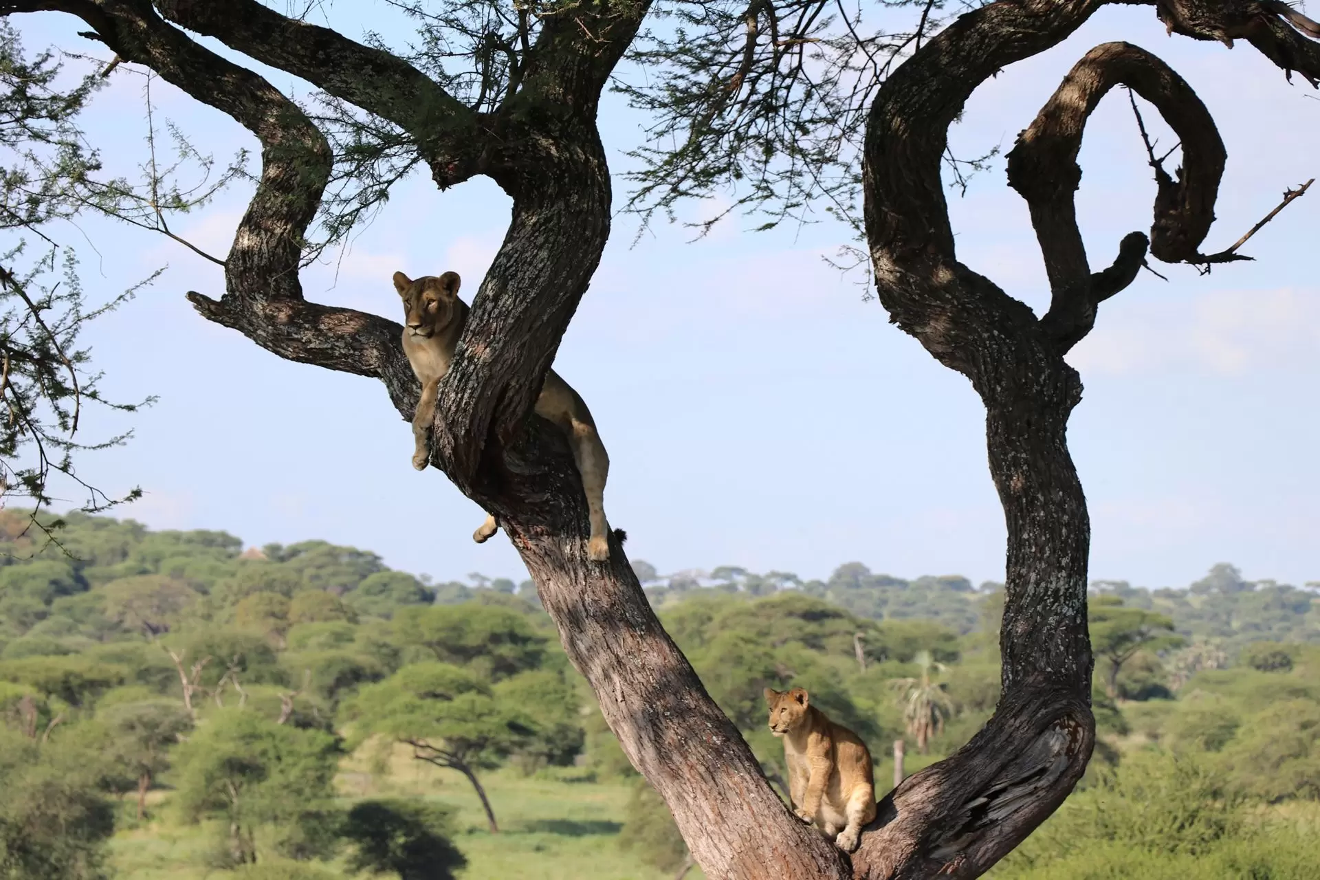 3 Days Tanzania Mid-range Lodge Safari Tour, Lodge Safari tanzania, African lodge safari tour