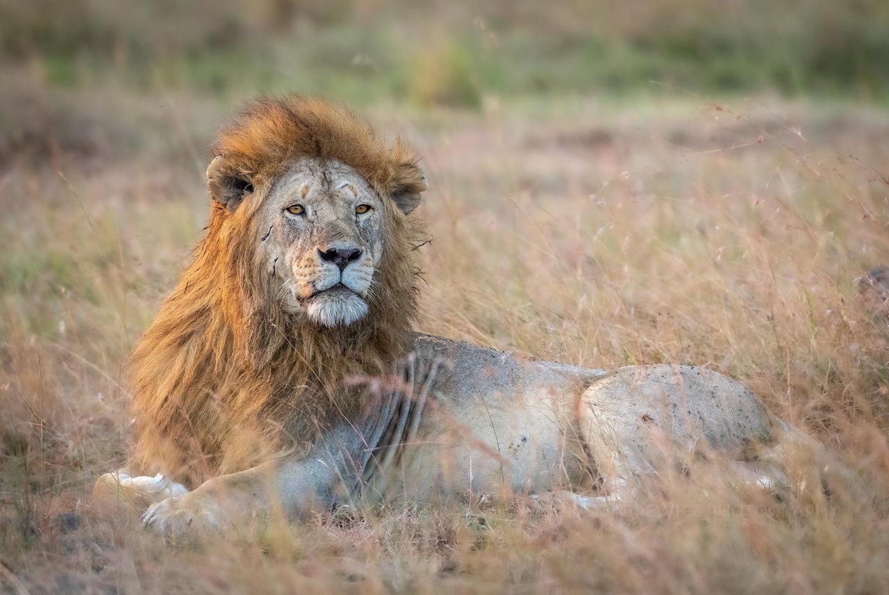 4 Days Tanzania Mid-range Lodge Safari tour this is was the best trip for northern circuit Destinations,