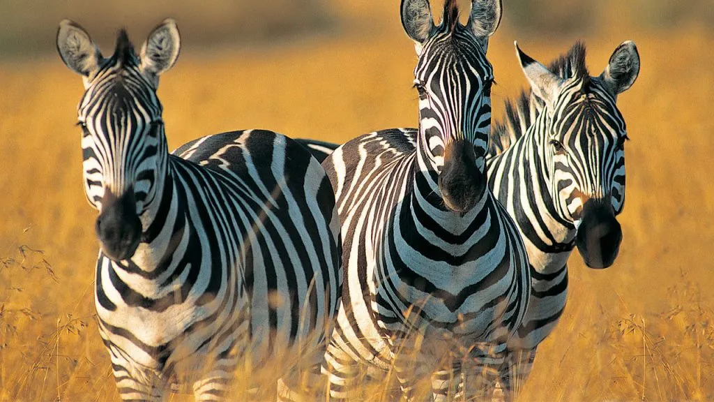 Greatest 6 Days Best Tanzania Budget Camping Safari allows you to spend a very reasonable amount for an adventure of the Serengeti National Park