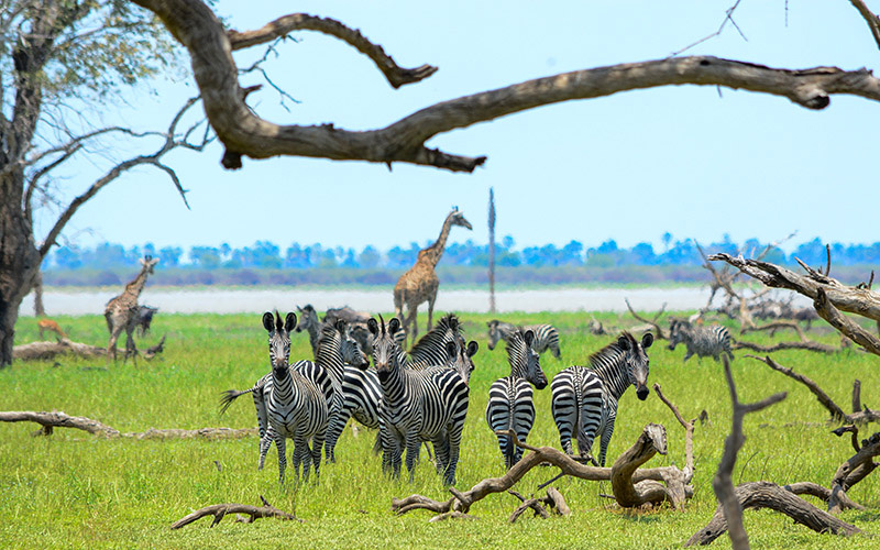 The Selous Game Reserve Tanzania,Selous Game Reserve (GR) aka the Nyerere National Park is a 21,081 sq. mile park in southern Tanzania