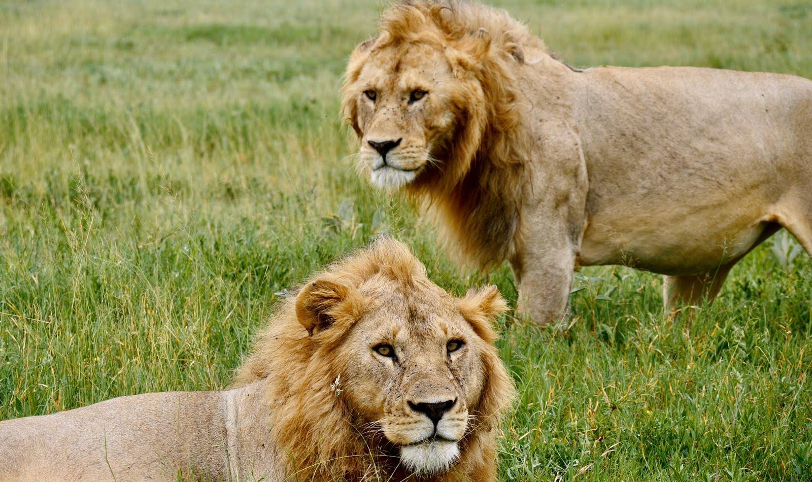 Serengeti National Park Tanzania, is situated in the Mara Region and it is Tanzania’s oldest national park