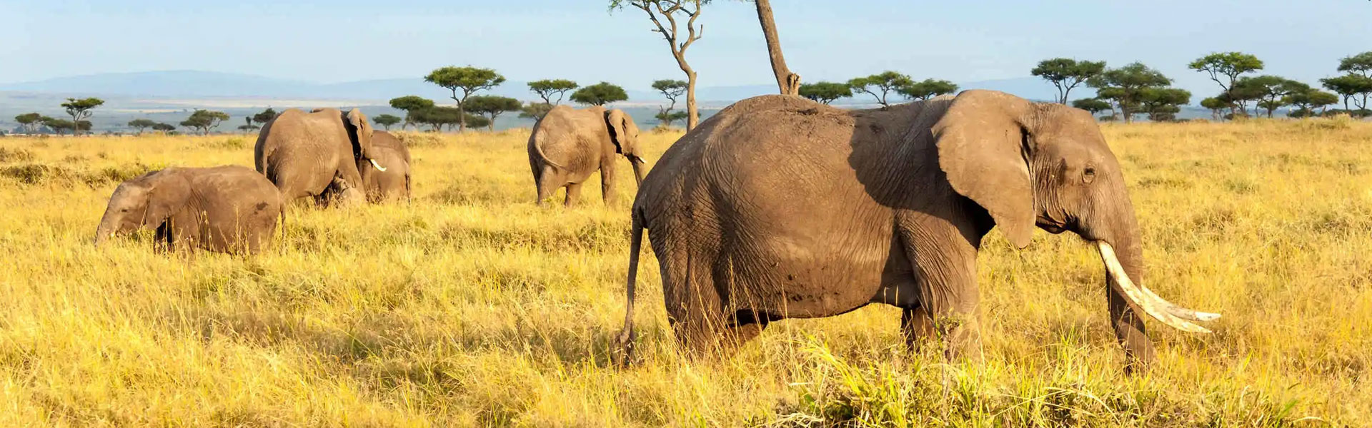 Tanzania Safari tour tips Information