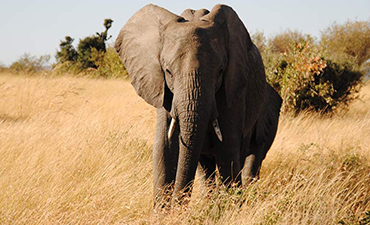 Tarangire National Park Tanzania