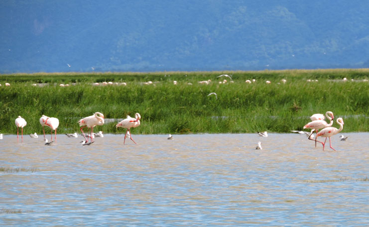 The Best Lake Manyara National Park Day Tour A day trip to Lake Manyara National Park is an exciting chance to get a feel for the real Africa