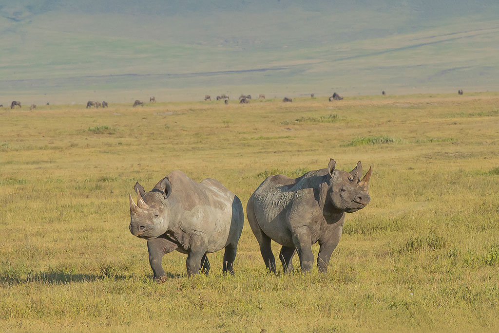 The Best Ngorongoro Crater Day trip Tanzania, This day trip tour gives you the opportunity to visit the famous world famous Ngorongoro Crater