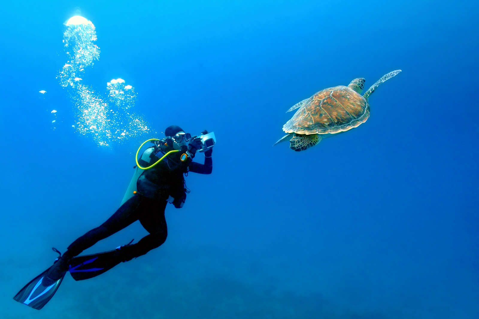Diving Tour zanzibar Tanzania If you’re a more advanced swimmer, you can go diving in Pemba Islands instead.